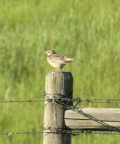 iNaturalist observation 2025-06-13