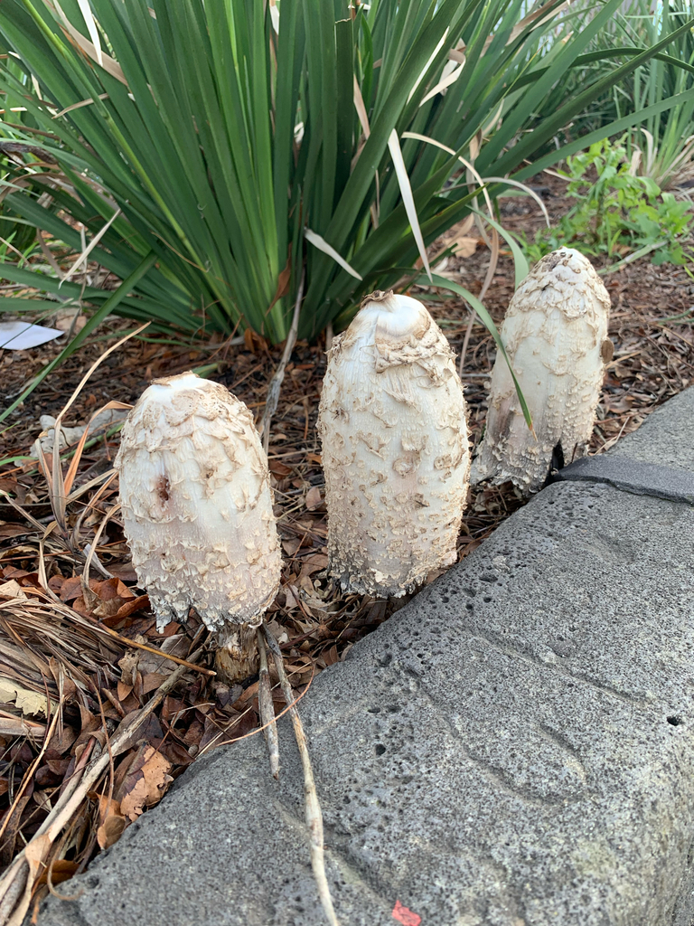 Coprinus comatus · June 2025 · photo: © celadonfern (iNaturalist, cc-by)