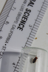 Isthmocoris imperialis