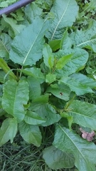 Rumex obtusifolius
