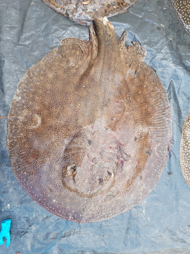 Raspy river stingray (Potamotrygon scobina) — Potamotrygonidae — 3