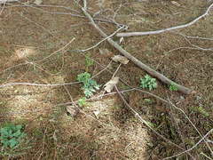 Sceptridium ternatum