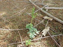 Sceptridium ternatum