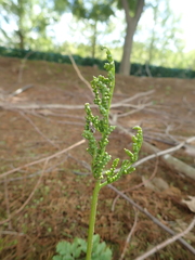 Sceptridium ternatum