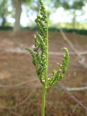 Sceptridium ternatum