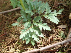 Sceptridium ternatum