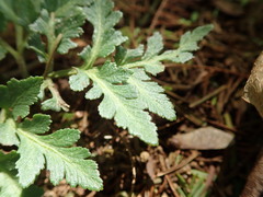 Sceptridium ternatum