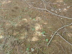 Sceptridium ternatum