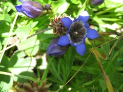 Gentiana septemfida