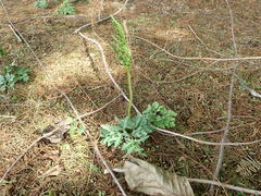 Sceptridium ternatum