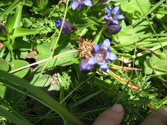 Gentiana septemfida