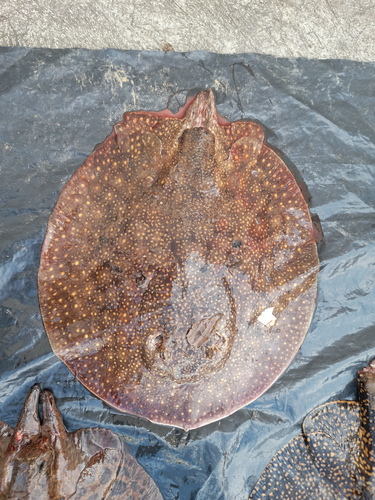 Raspy river stingray (Potamotrygon scobina) — Potamotrygonidae — 4