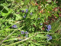 Gentiana septemfida