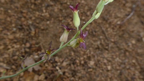 June’s Jewelflower (Streptanthus juneae)