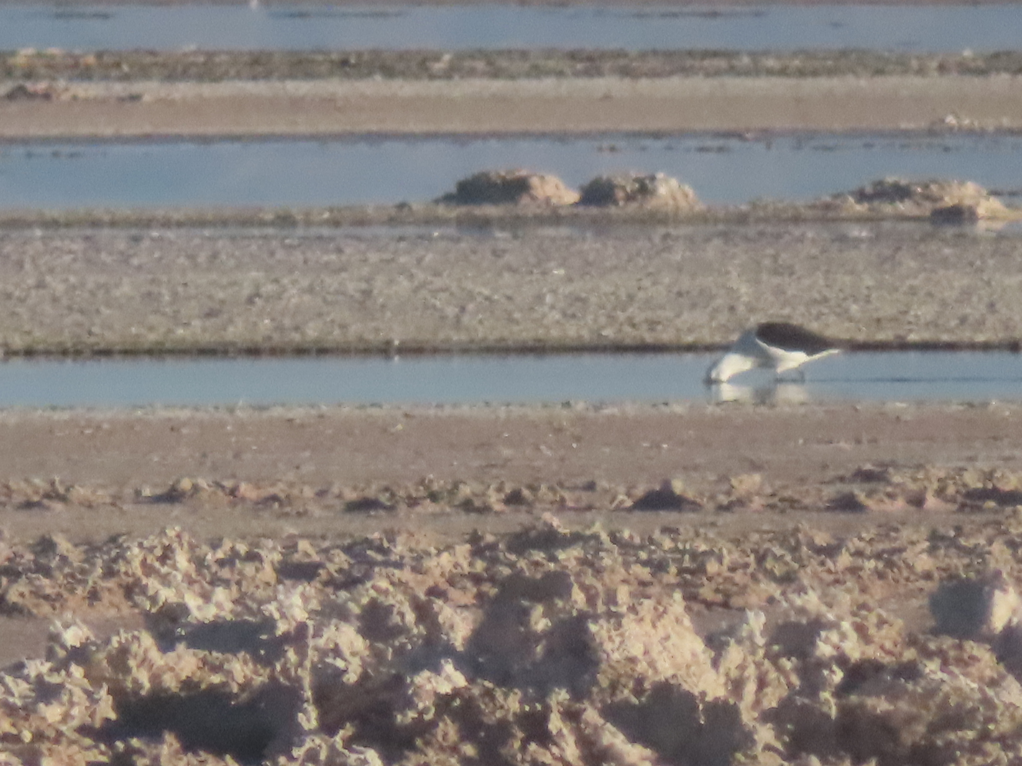 Andean Avocet illustration