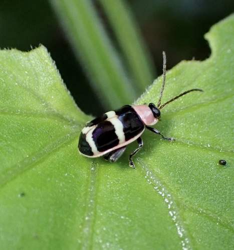 Omophoita abbreviata