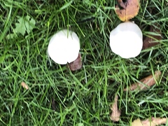 Leucoagaricus leucothites