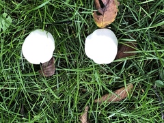 Leucoagaricus leucothites
