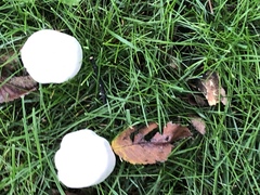 Leucoagaricus leucothites