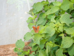 Polygonia c-aureum