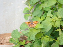 Polygonia c-aureum