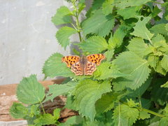 Polygonia c-aureum