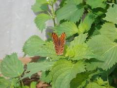 Polygonia c-aureum
