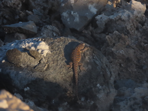 Yanez's Tree Iguana