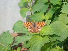 Polygonia c-aureum