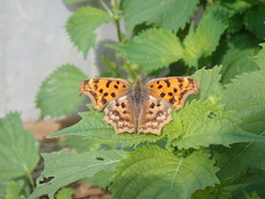 Polygonia c-aureum