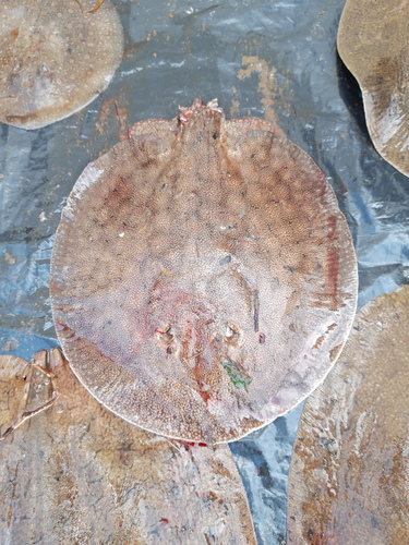 Raspy river stingray (Potamotrygon scobina) — Potamotrygonidae — 5
