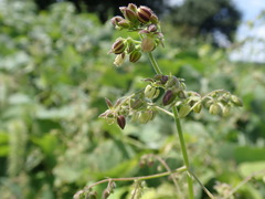 Humulus scandens