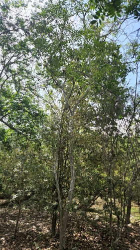 Ekmanianthe longiflora, photograph 6