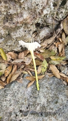 Ekmanianthe longiflora, photograph author not stated, no rights reserved