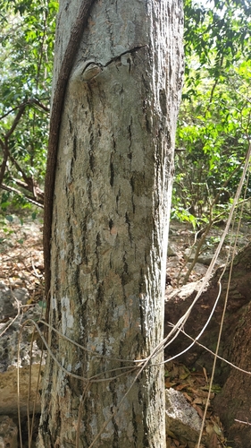 Ekmanianthe longiflora, photograph 5