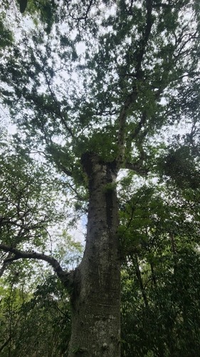 Arcoa gonavensis