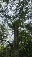 Arcoa gonavensis, photograph author not stated, no rights reserved