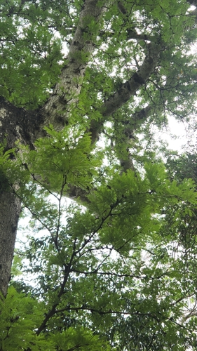 Arcoa gonavensis, photograph 2