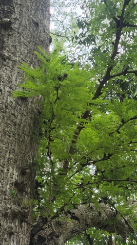 Arcoa gonavensis, photograph 3