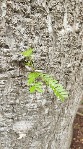 Arcoa gonavensis, photograph 4