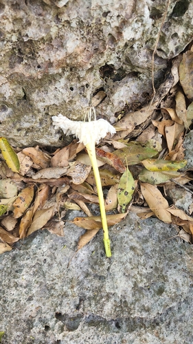 Ekmanianthe longiflora, photograph 2