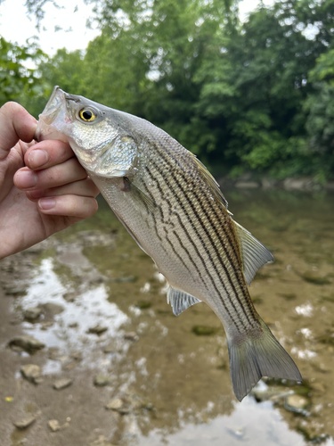 White × Striped Bass