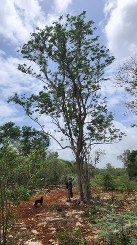 Ekmanianthe longiflora