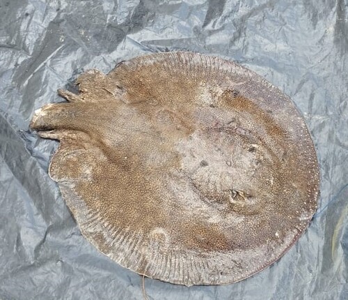 Raspy river stingray (Potamotrygon scobina) — Potamotrygonidae — 2