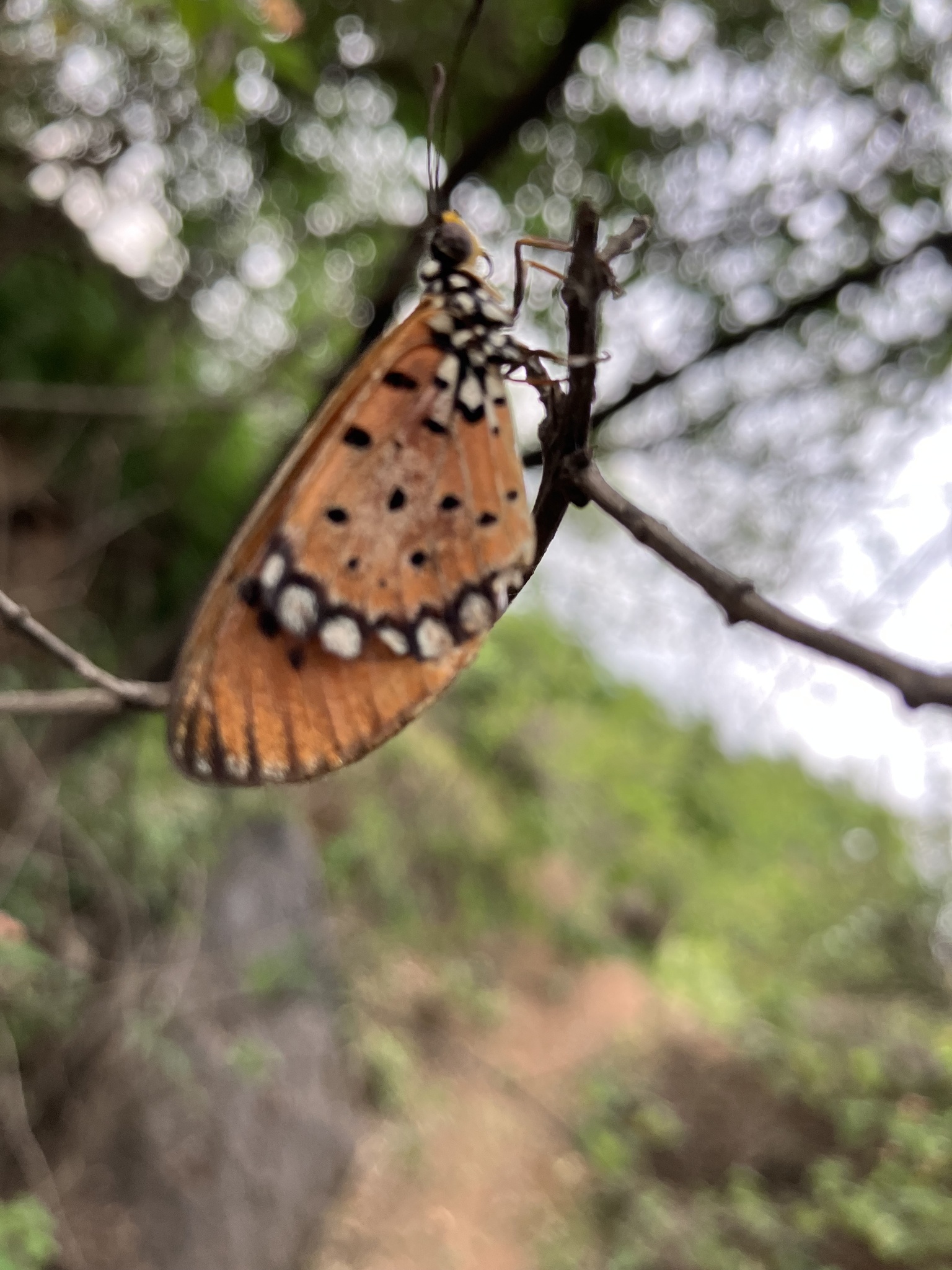 Tawny Coster