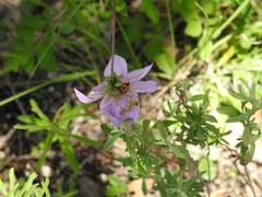 Melanopleurus villai