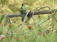 Trogon mexicanus