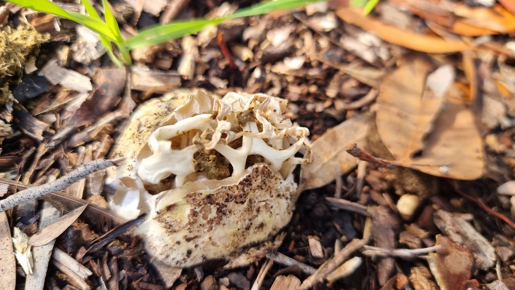 Ileodictyon gracile · June 2025 · photo: © possumpete (iNaturalist, cc0)