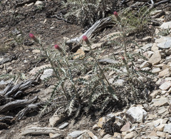 Cirsium arizonicum arizonicum