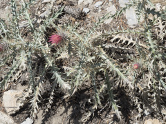 Cirsium arizonicum arizonicum